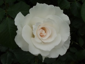 MARGARET MERRIL (floribunda)